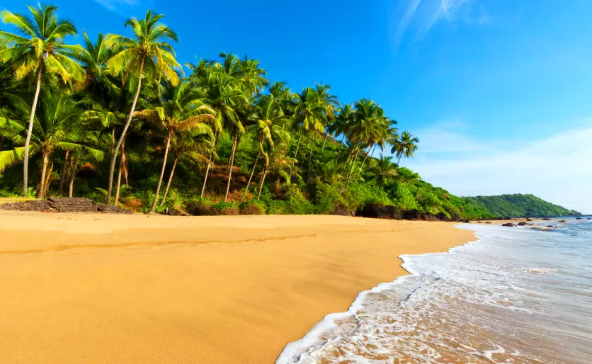 Scenic view of a sandy beach in Goa with palm trees, gentle waves, and a clear blue sky